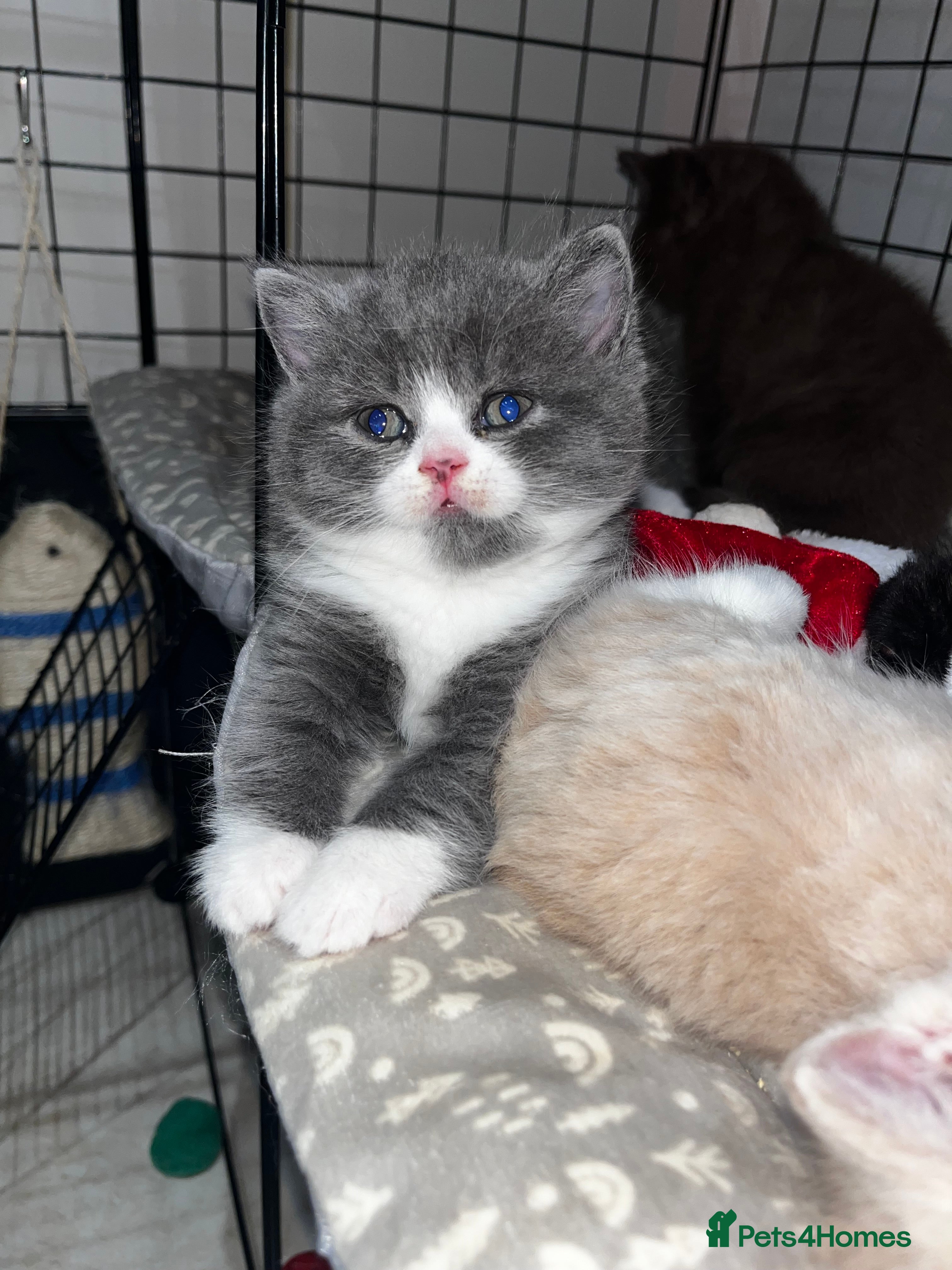 British Shorthair cats blue & white bi colour male & lilac male  🥇  - Advert 13