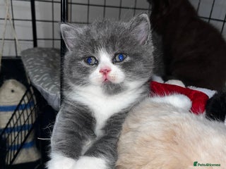 British Shorthair cats blue & white bi colour male & lilac male 🥇 - Advert 13