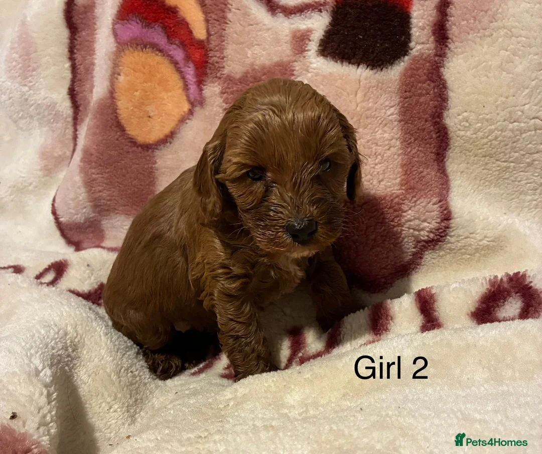 Cockapoo dogs for sale: Cockapoo puppy’s  - Advert 17