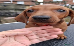 Dachshund dogs for sale: Standard smooth dachshunds males  - Image 16