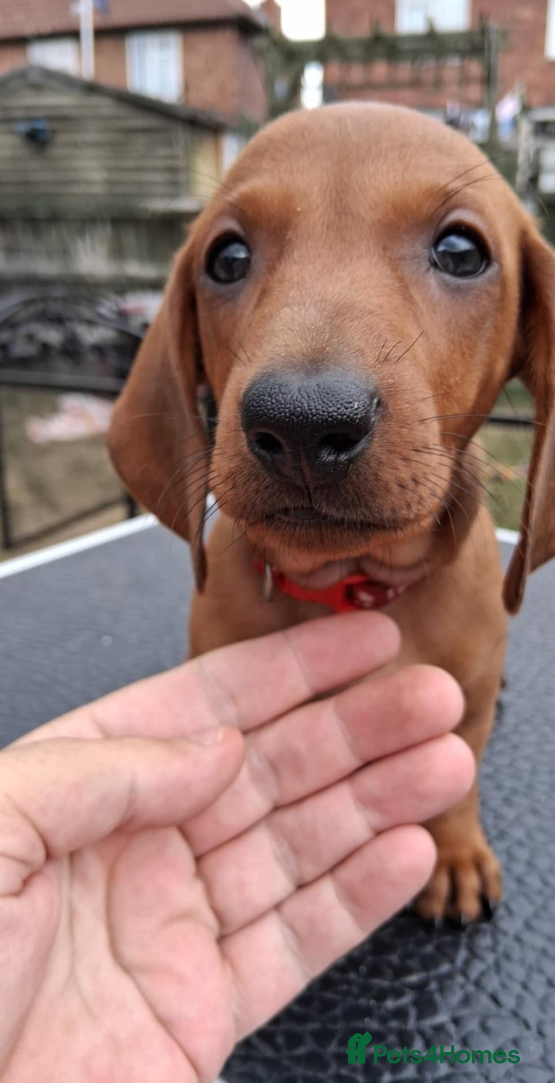 Dachshund dogs for sale: Standard smooth dachshunds males  - Image 16
