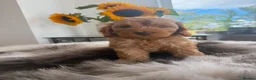 Cockapoo dogs for sale: (REDUCED) Chocolate and tan wrapped in cream  - Advert 5