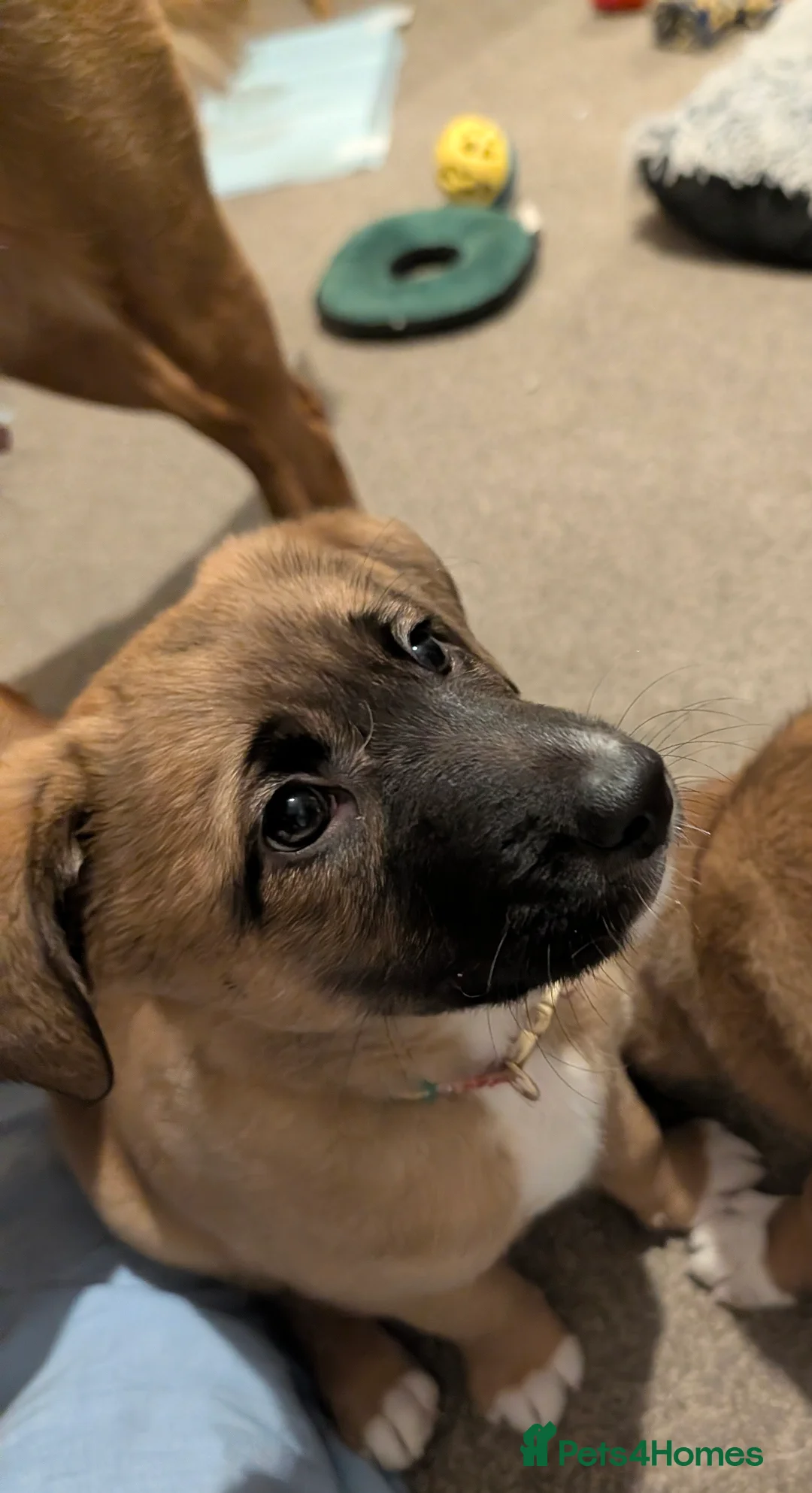 Mixed Breed dogs for sale: Belgian Malinois x Border Collie Pups Malincollie - Advert 2