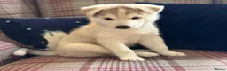 Siberian Husky dogs for sale: Charismatic Companions Ready to Make You Smile in Leeds - Advert 3
