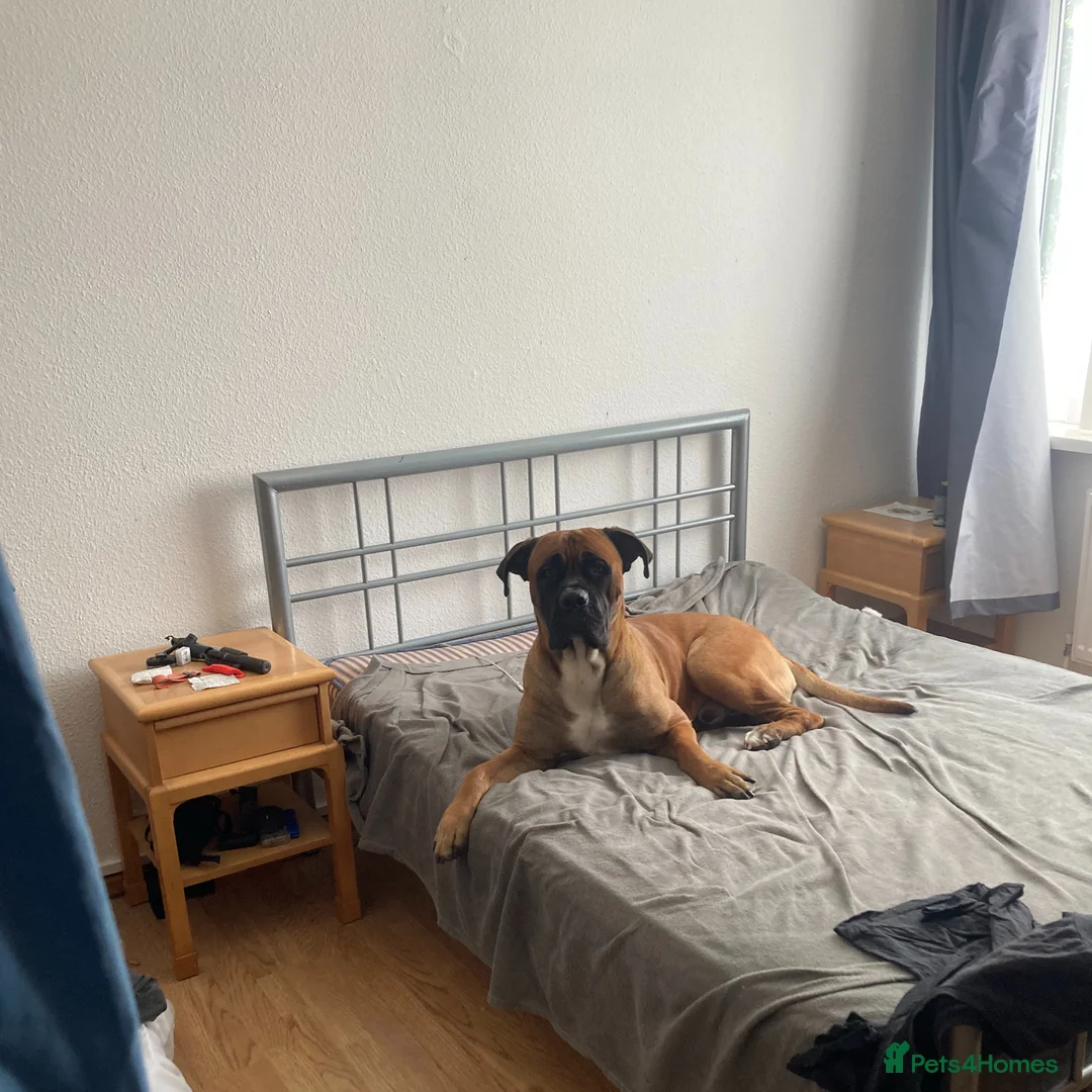 Cane Corso dogs for stud: M cane corso available for stud in London - Advert 13