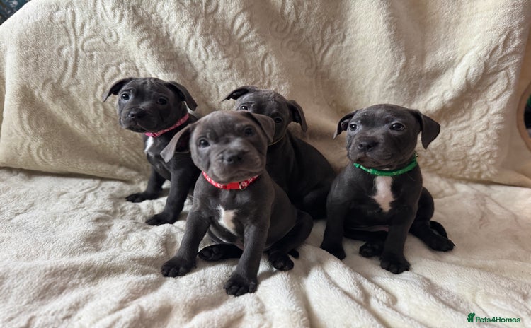 Staffordshire Bull Terrier dogs - Advert 13