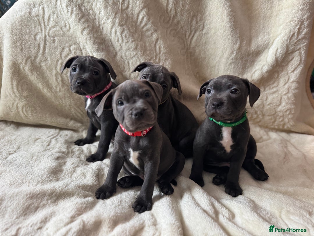 Staffordshire Bull Terrier dogs for sale: One red collar boy left and ready for loving home… - Image 1