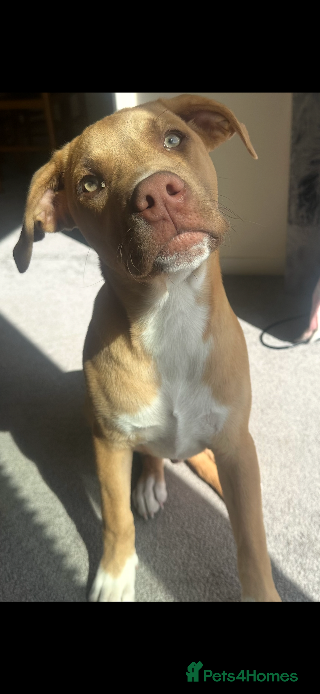 Mixed Breed dogs for sale: Biscuit  - Advert 2