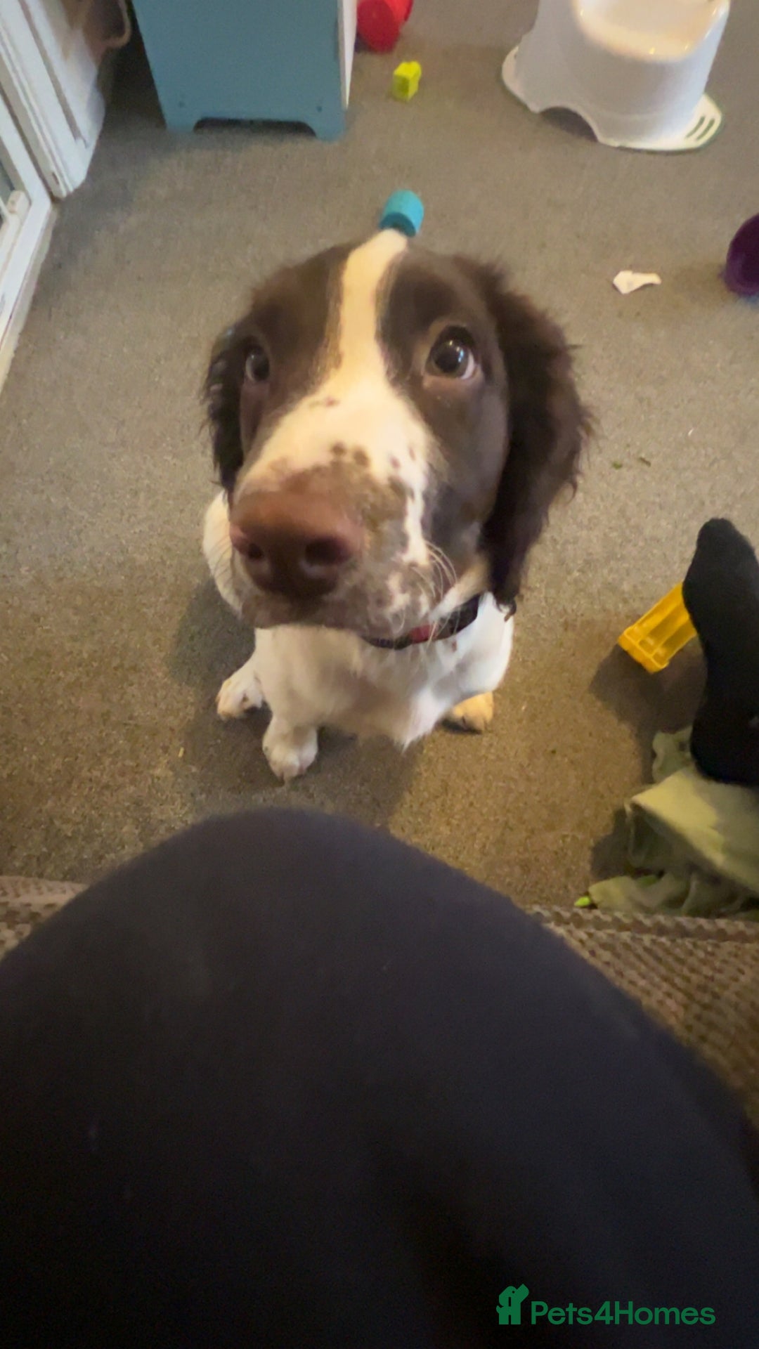English Springer Spaniel dogs for sale: Male springer spaniel  - Advert 11