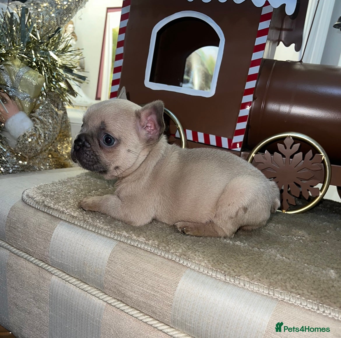 French Bulldog dogs READY TO LEAVE THIS WEEK blue fawn male available  - Advert 9
