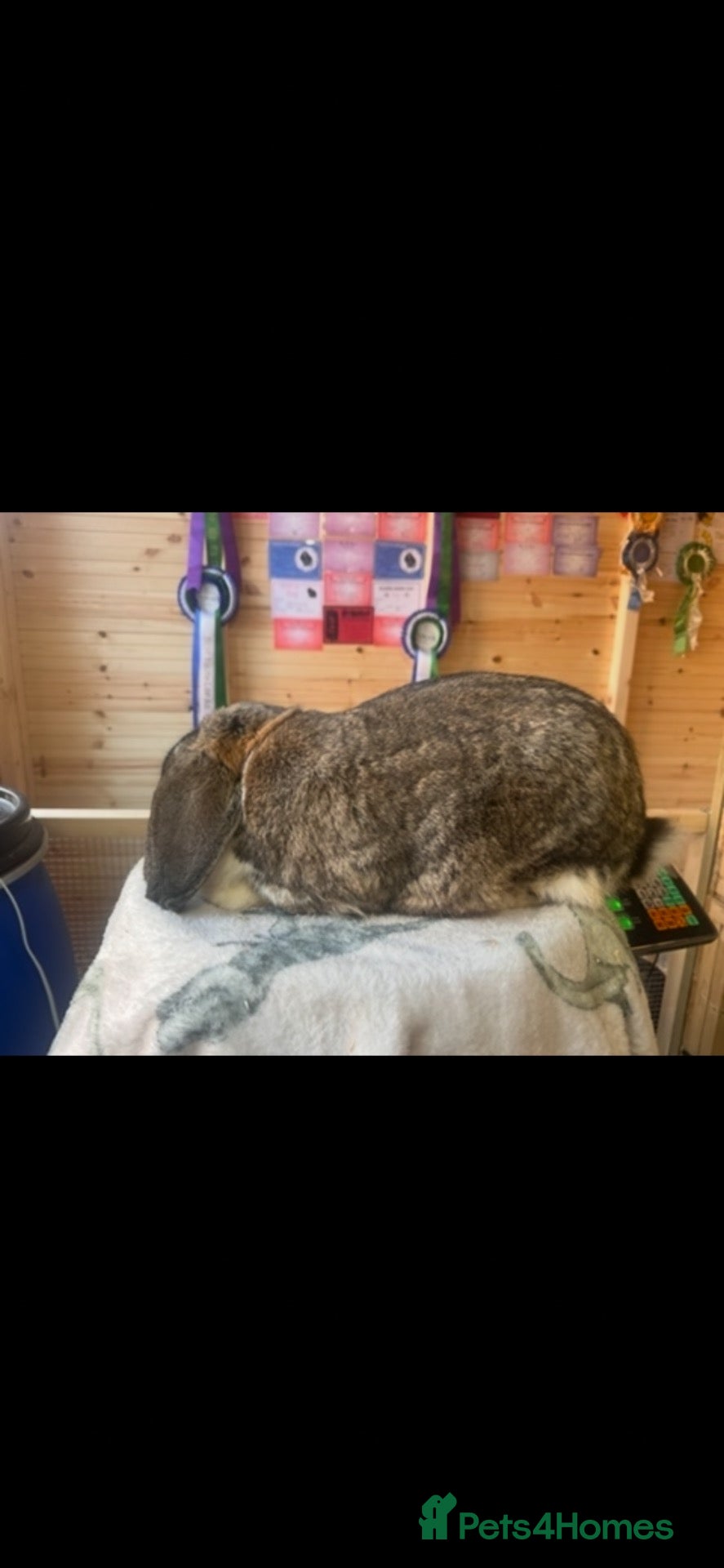 French Lop rabbits Proper French lops! - Advert 1