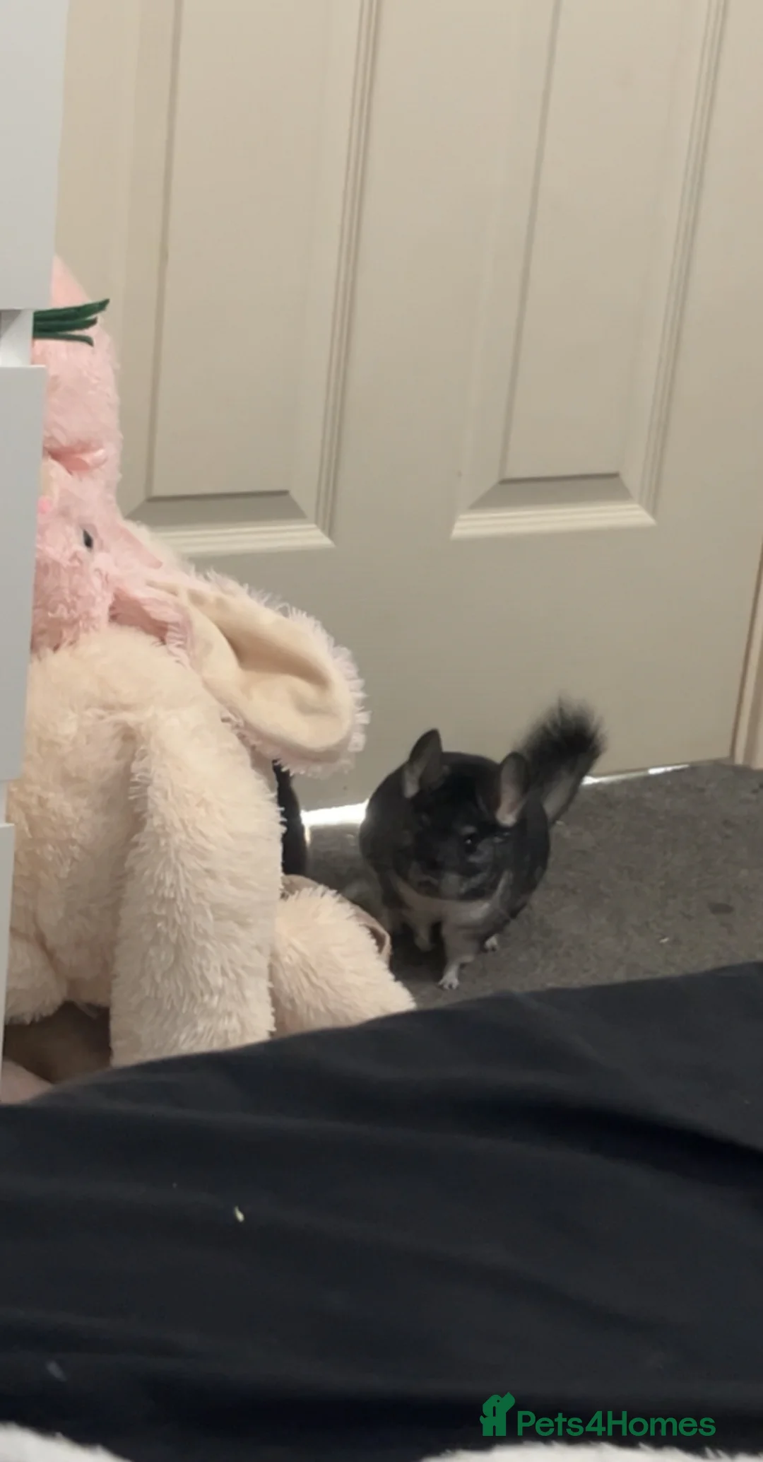 Chinchilla rodents for sale: 2 female mother and daughter chinchillas  in Shrewsbury - Advert 10