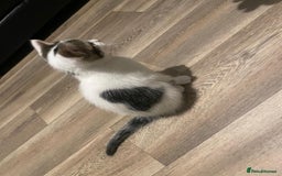 Mixed Breed cats for sale: Adorable Half-Manx Kittens 🐾 - Image 6