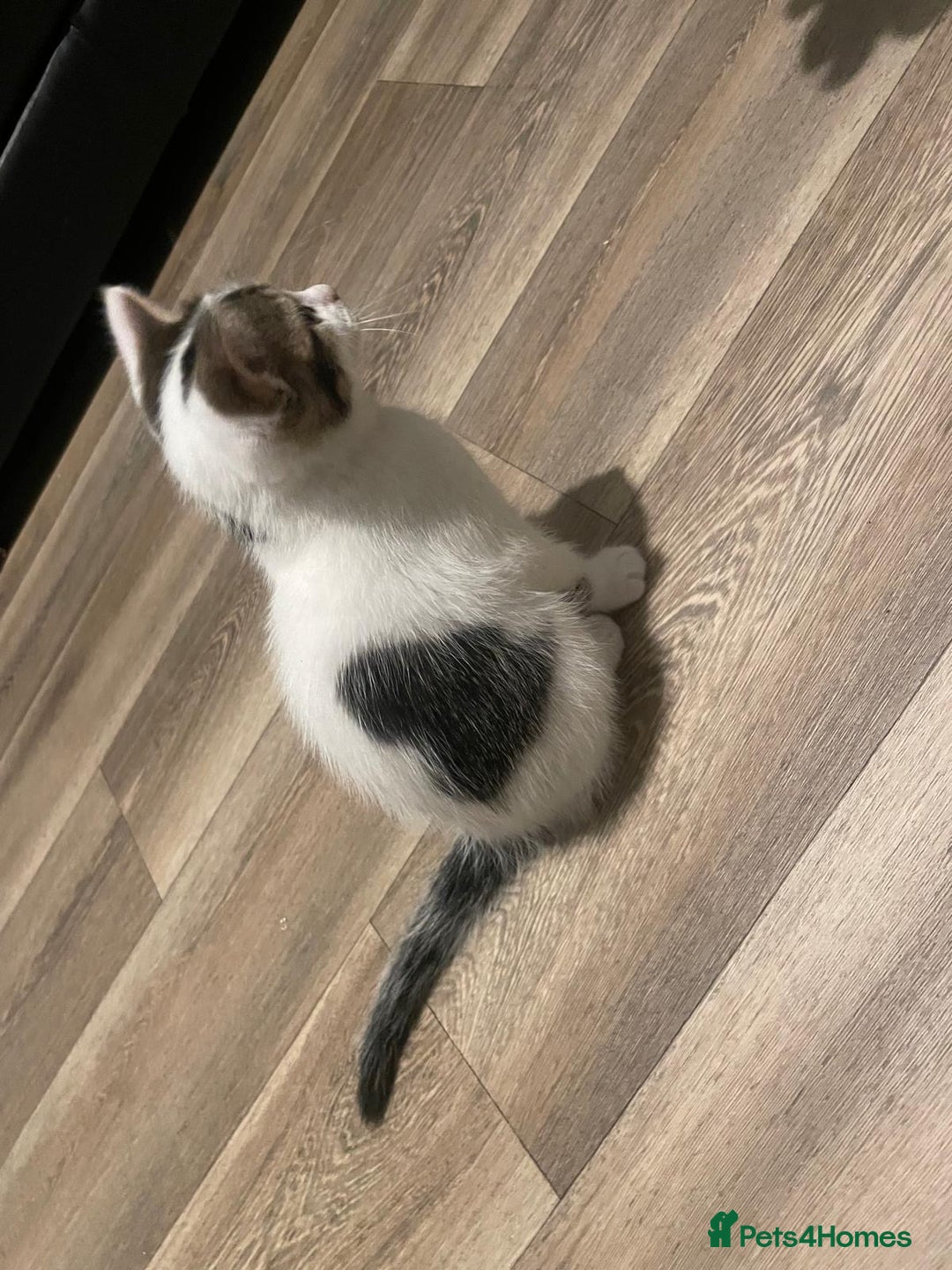 Mixed Breed cats for sale: Adorable Half-Manx Kittens 🐾 - Image 6