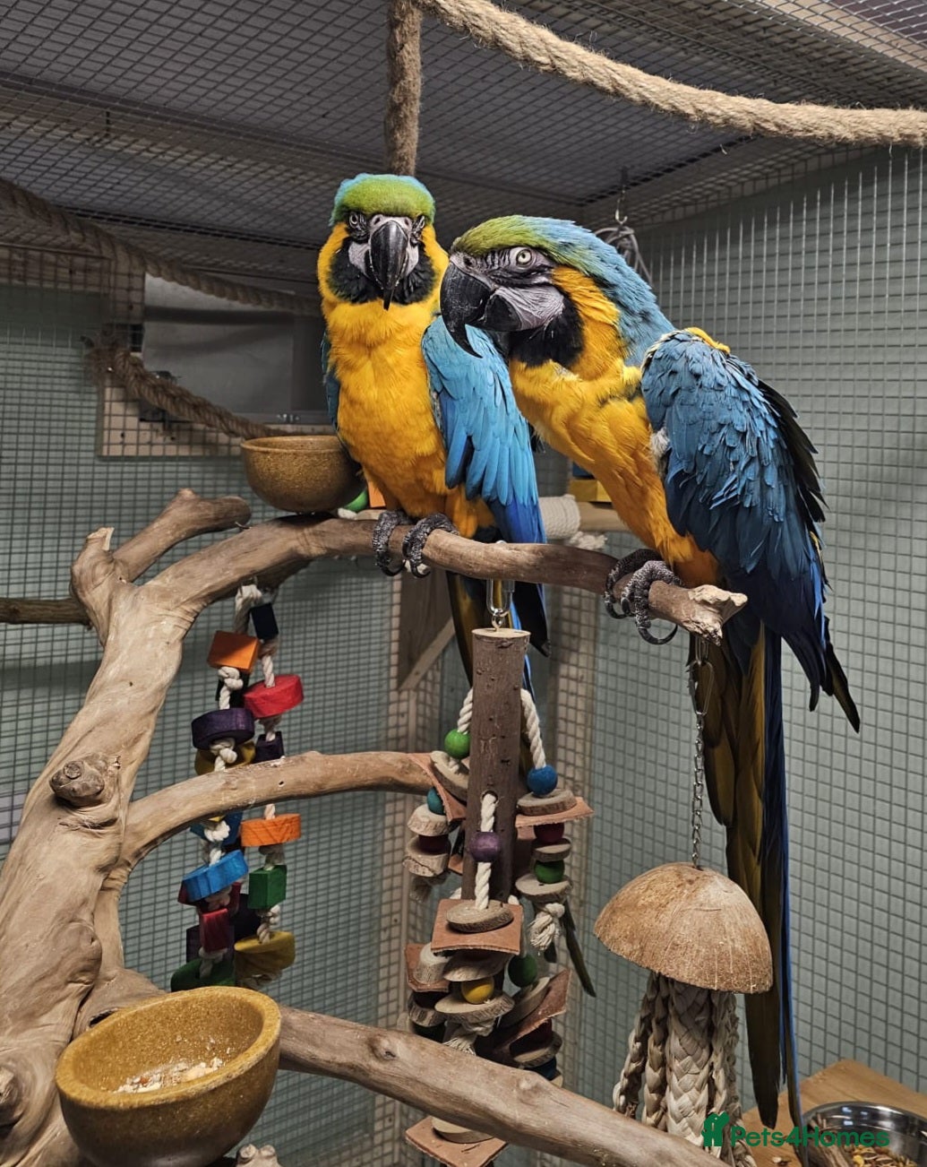 Macaws birds Proven breeding pair blue & gold macaws - Advert 1