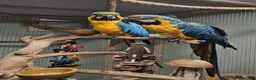 Macaws birds for sale: Proven breeding pair blue & gold macaws - Advert 1
