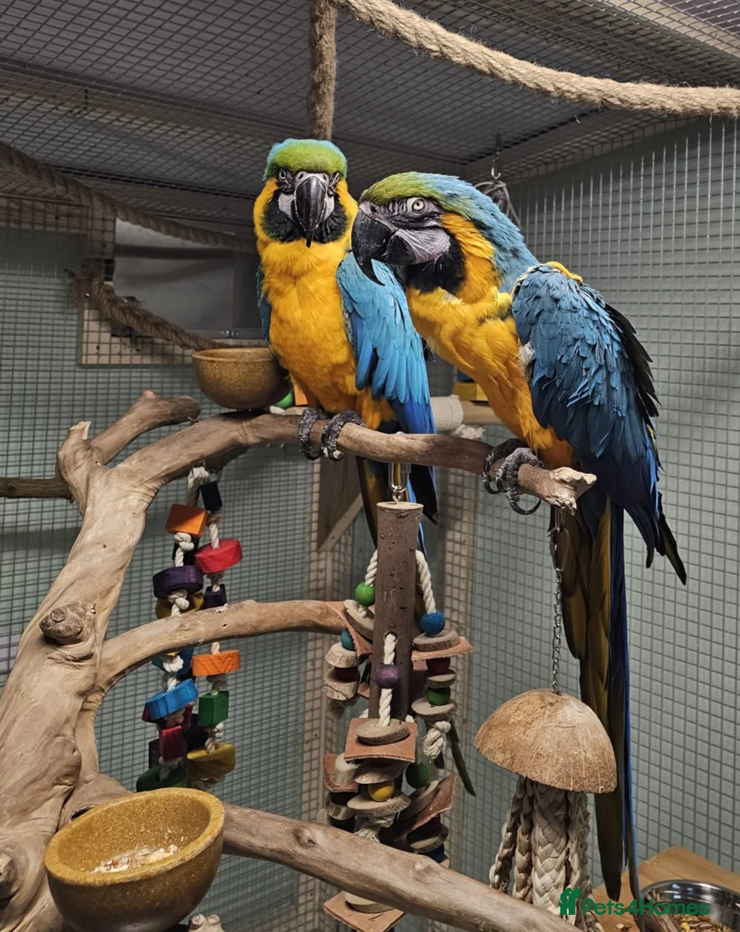 Macaws birds for sale: Proven breeding pair blue & gold macaws - Advert 1