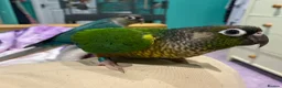 Conures birds for sale: Meet Belle and Killian! in Trowbridge - Advert 3