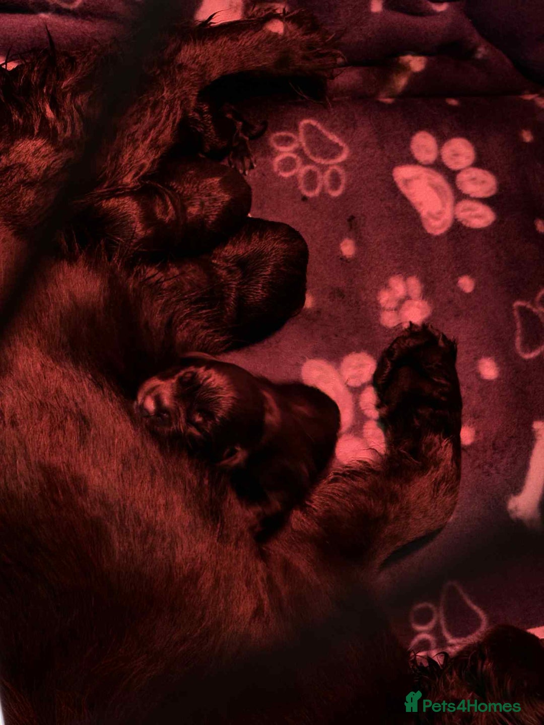 Cocker Spaniel dogs for sale: Cocker spaniel puppies  - Advert 9