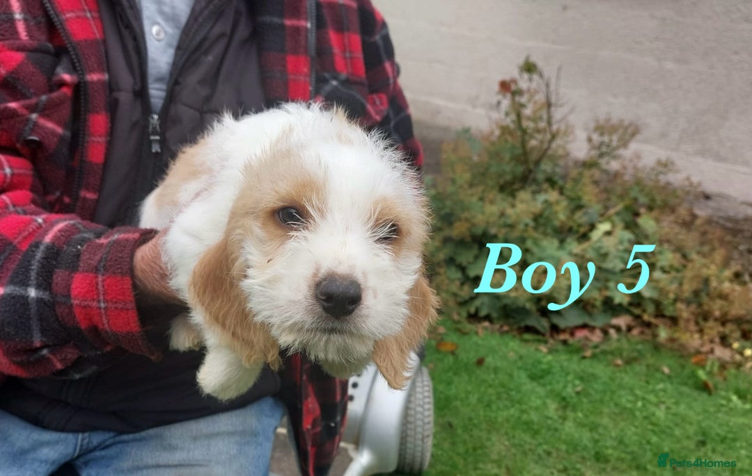 Beagle dogs for sale: Beautiful teckle beagles for sale! - Image 6