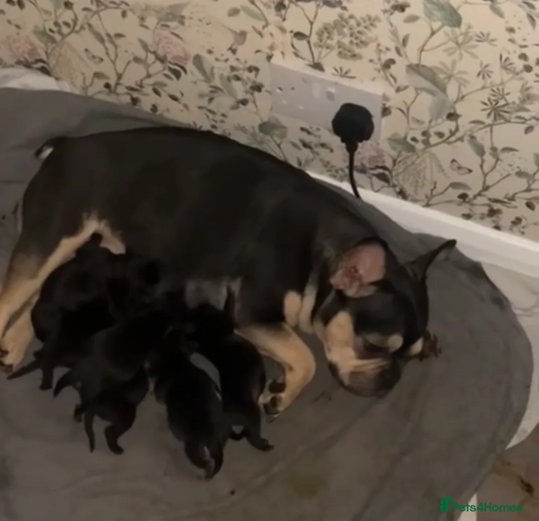 Mixed Breed dogs for sale: 4 beautiful mixed breed puppies for sale. - Advert 1