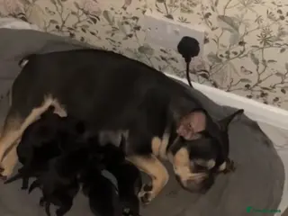 Mixed Breed dogs 4 beautiful mixed breed puppies for sale. - Advert 9