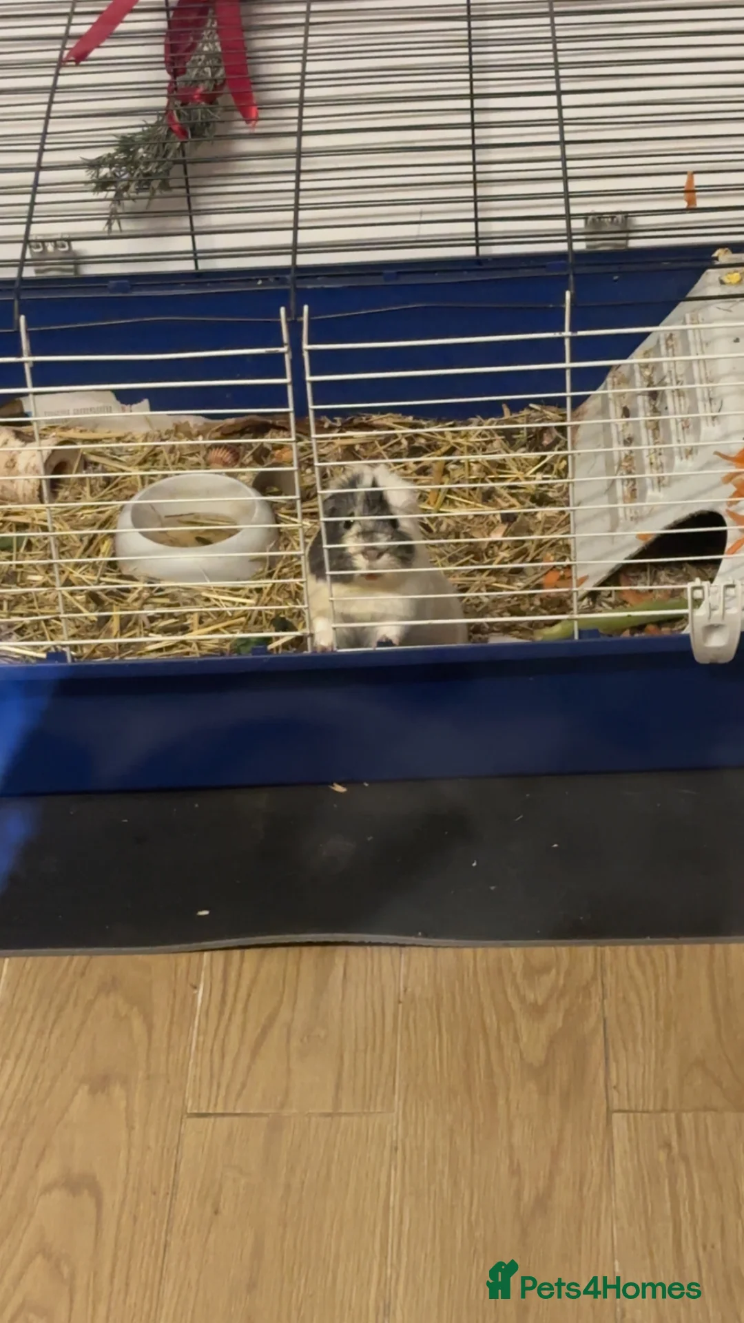 Guinea Pig rodents for sale: Two cute male guinea pigs  - Advert 6