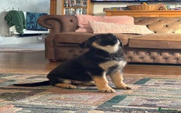 German Shepherd dogs for sale: German Shepard Female Puppy. - Image 3
