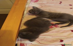 Mixed Breed cats for sale: Kittens - Image 2