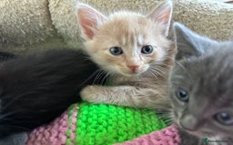 Mixed Breed cats for sale: Beautiful litter off kittens  - Image 17