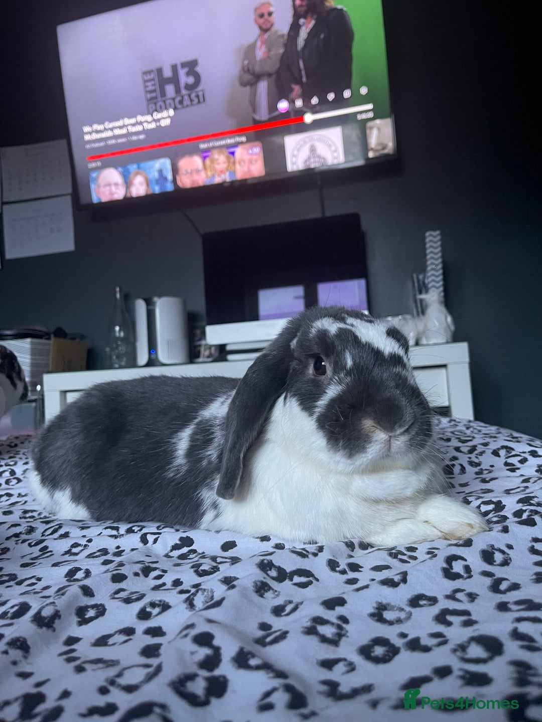 Mixed Breed rabbits for sale: Bonded bunnies  - Image 4