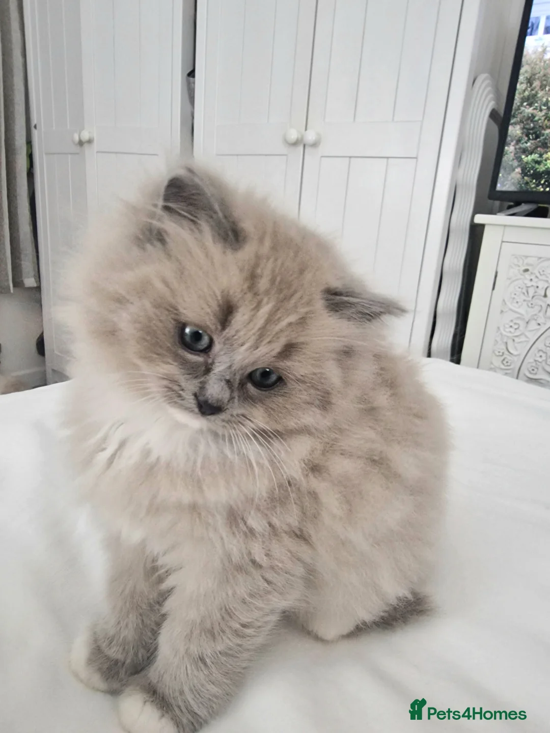 Ragdoll cats for sale: Mink ragdoll babies  - Advert 8