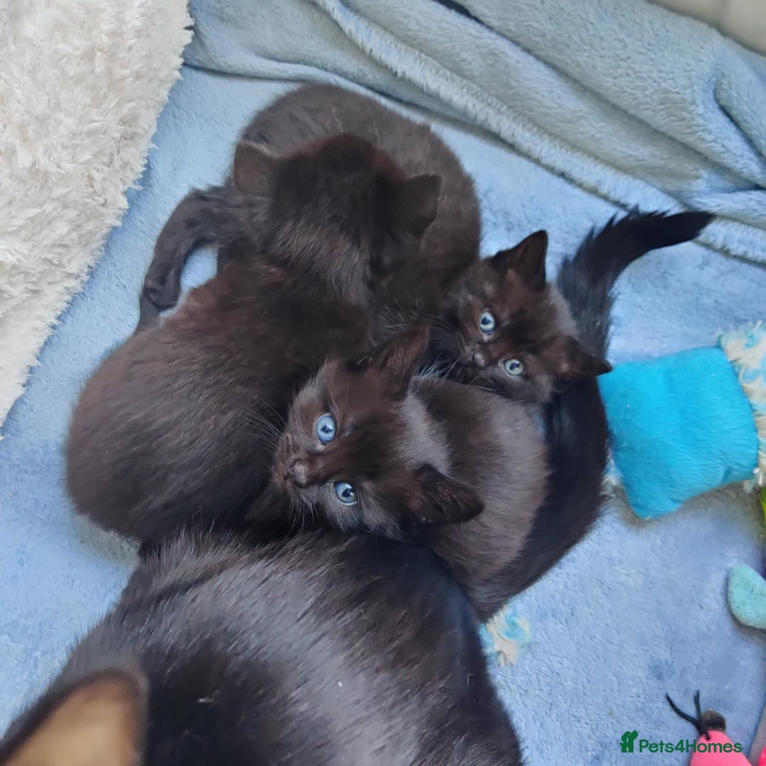 Mixed Breed cats for sale: Adorable 2 kitten  - Advert 10