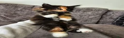 Maine Coon cats for sale: Mainecoon × Siberian  - Advert 6