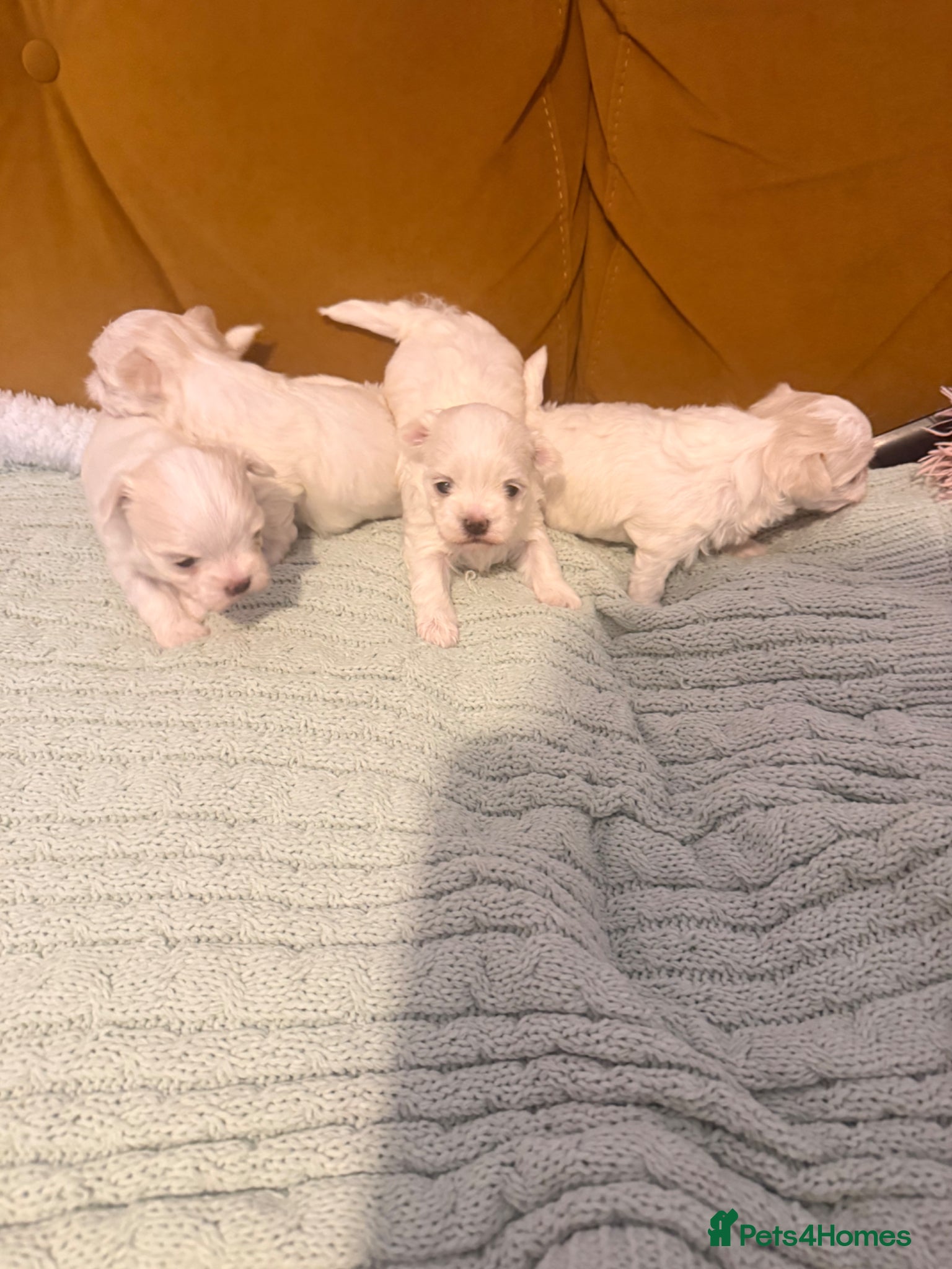 Maltese dogs Beautiful Korean Maltise puppies  - Advert 2