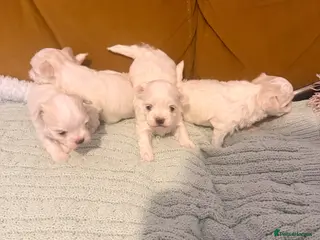 Maltese dogs Beautiful Korean Maltise puppies - Advert 15