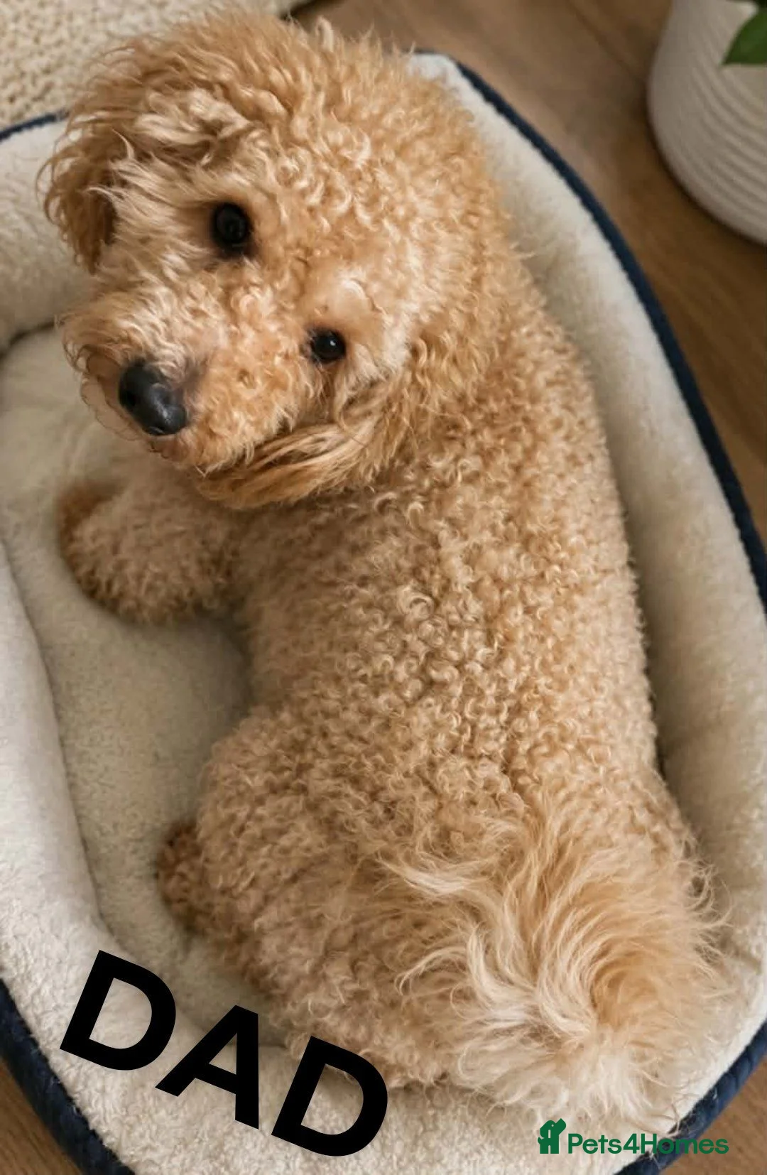 Jackapoo dogs for sale: 2 Jackapoo puppies last 2 of litter of 5 in March - Advert 8