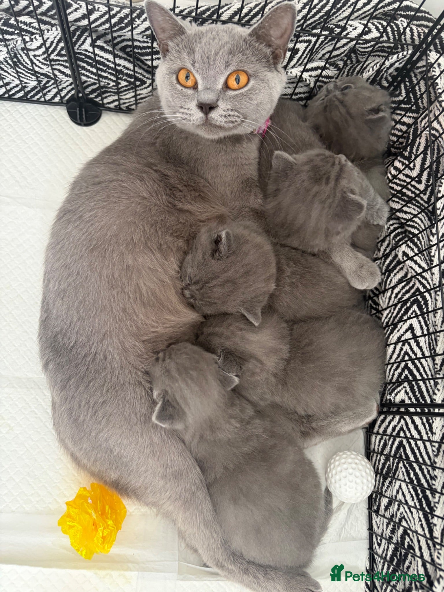 British Shorthair cats 5 beautiful British shorthair Kittens for sale  - Advert 1