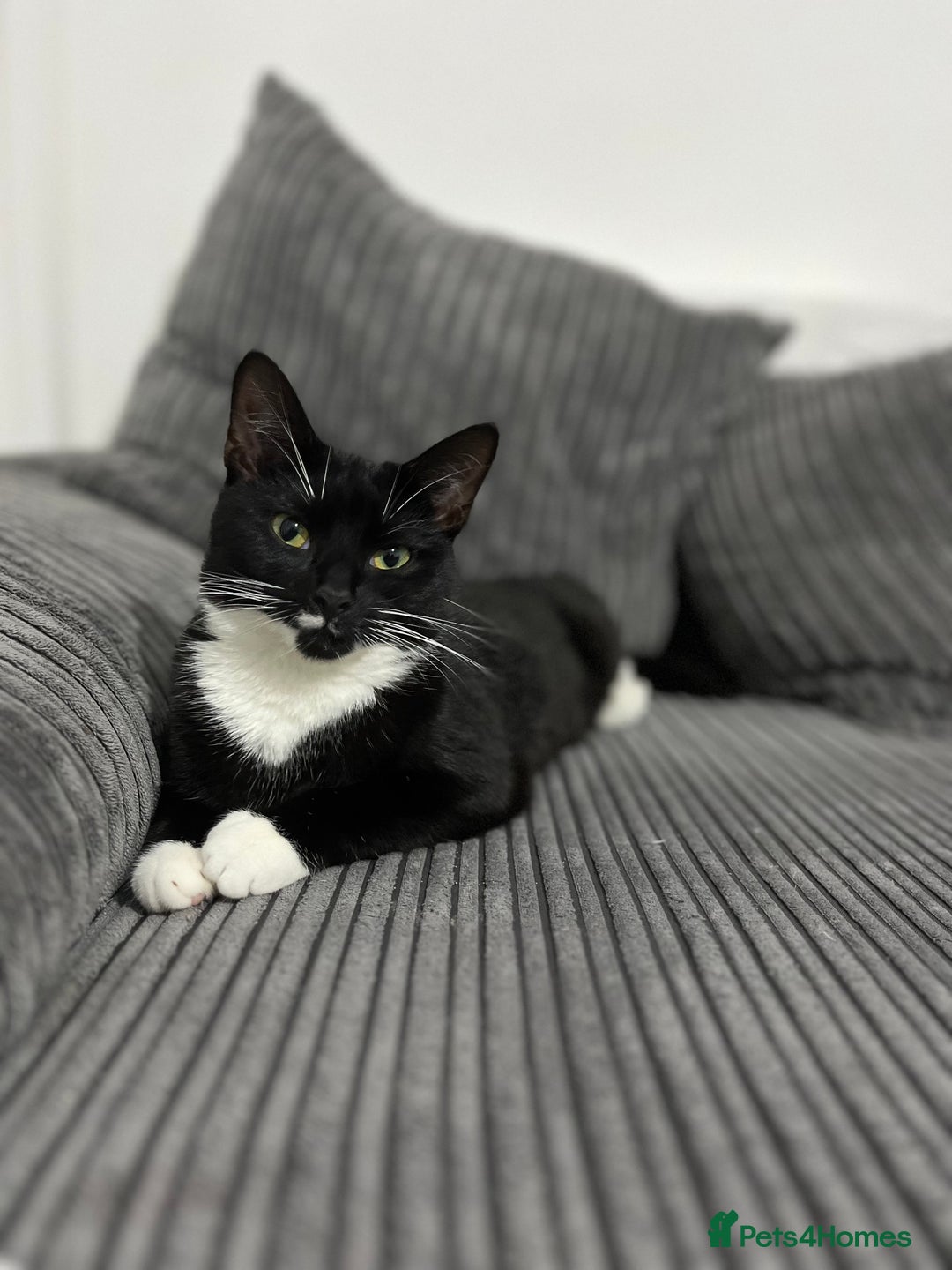 Domestic Shorthair cats for sale: Domestic short hair tuxedo cat - Image 1