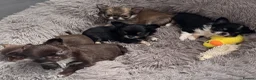 Chihuahua dogs for sale: Kc male long coat chihuahua puppies.  in South Shields - Advert 6