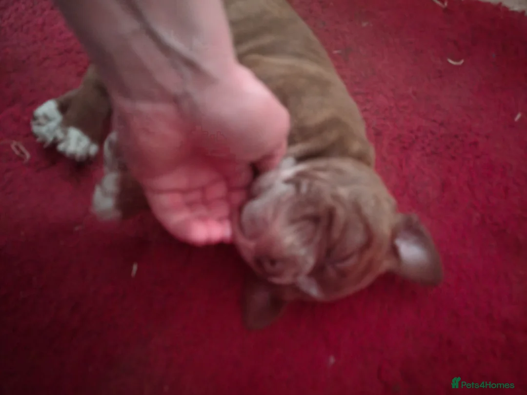 Mixed Breed dogs for sale: Dogue de bordeaux cross old time english bulldog in Newcastle upon Tyne - Advert 7