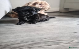 Shih Tzu dogs for sale: Imperial Shih tzu  - Image 12
