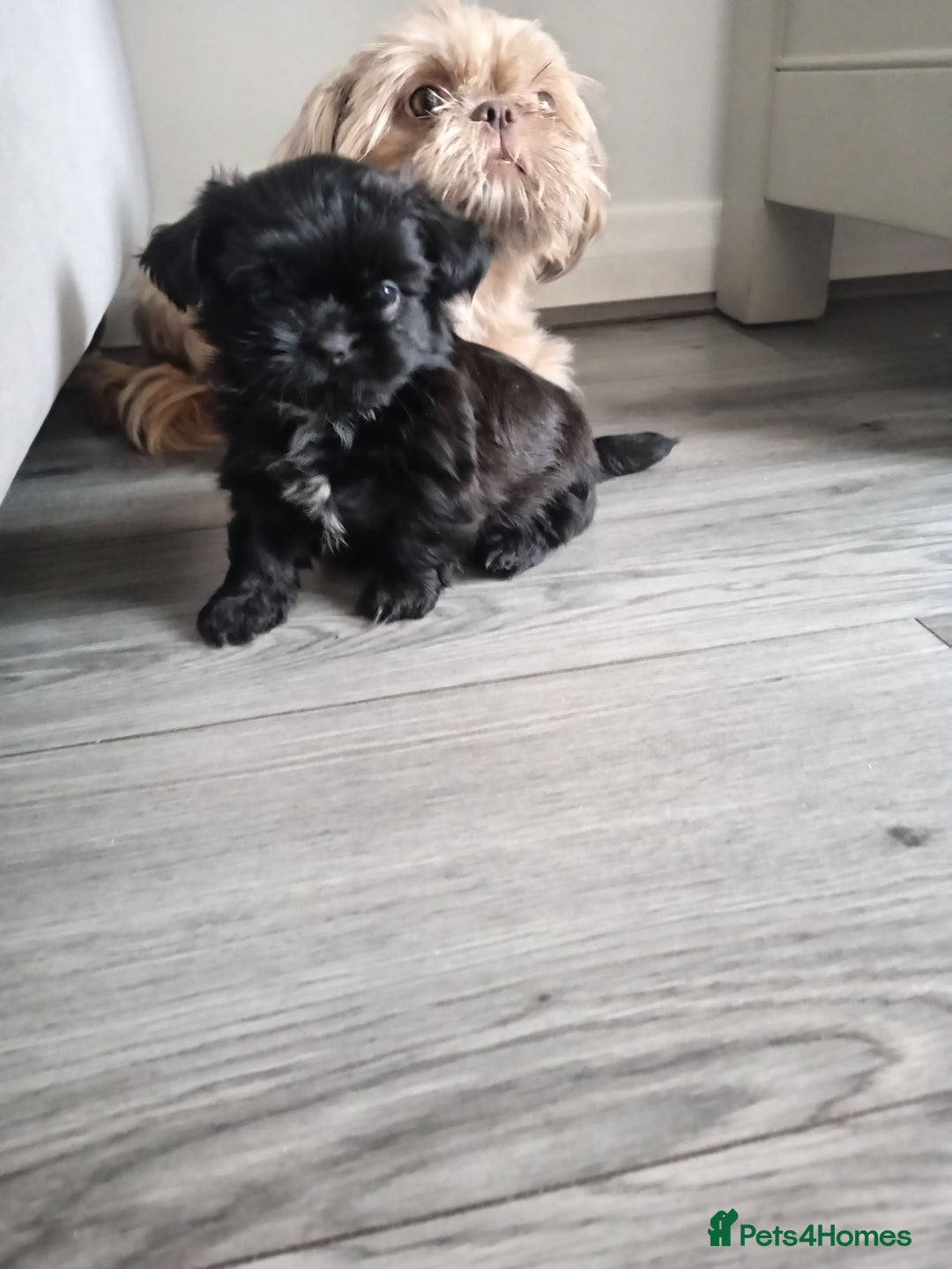 Shih Tzu dogs for sale: Imperial Shih tzu  - Image 12