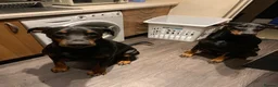 Dobermann dogs for sale: Royal KC Doberman puppies  - Advert 4