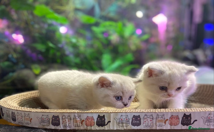 Munchkin cats - Advert 2
