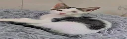 Mixed Breed cats for sale: Adorable & Extremely Affectionate Male Kittens - Advert 13