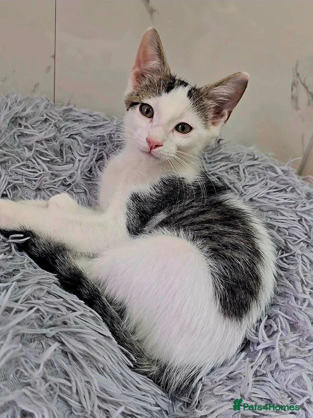 Mixed Breed cats for sale: Adorable & Extremely Affectionate Male Kittens - Advert 13