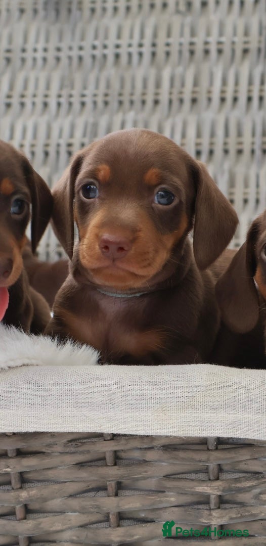 Miniature Dachshund dogs KC HEALTH TESTED MINIATURE DACHSHUNDS- LICENSED  - Advert 2