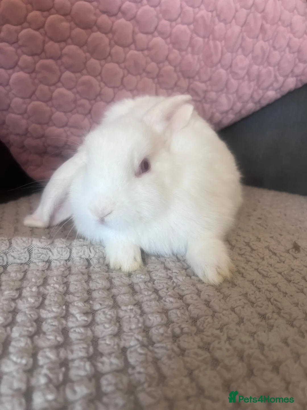 Mini Lop rabbits for sale: Mini Lop Rabbit for sale  - Advert 1