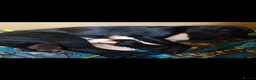 Labrador Retriever dogs for sale: Beautiful Labrador puppies  - Advert 19